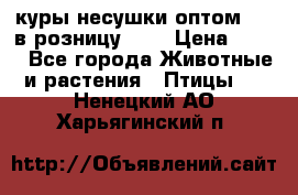 куры несушки.оптом 160 в розницу 200 › Цена ­ 200 - Все города Животные и растения » Птицы   . Ненецкий АО,Харьягинский п.